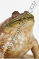 Bullfrog - Rana catesbeiana
